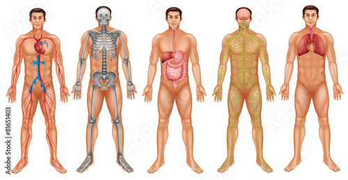 Body systems