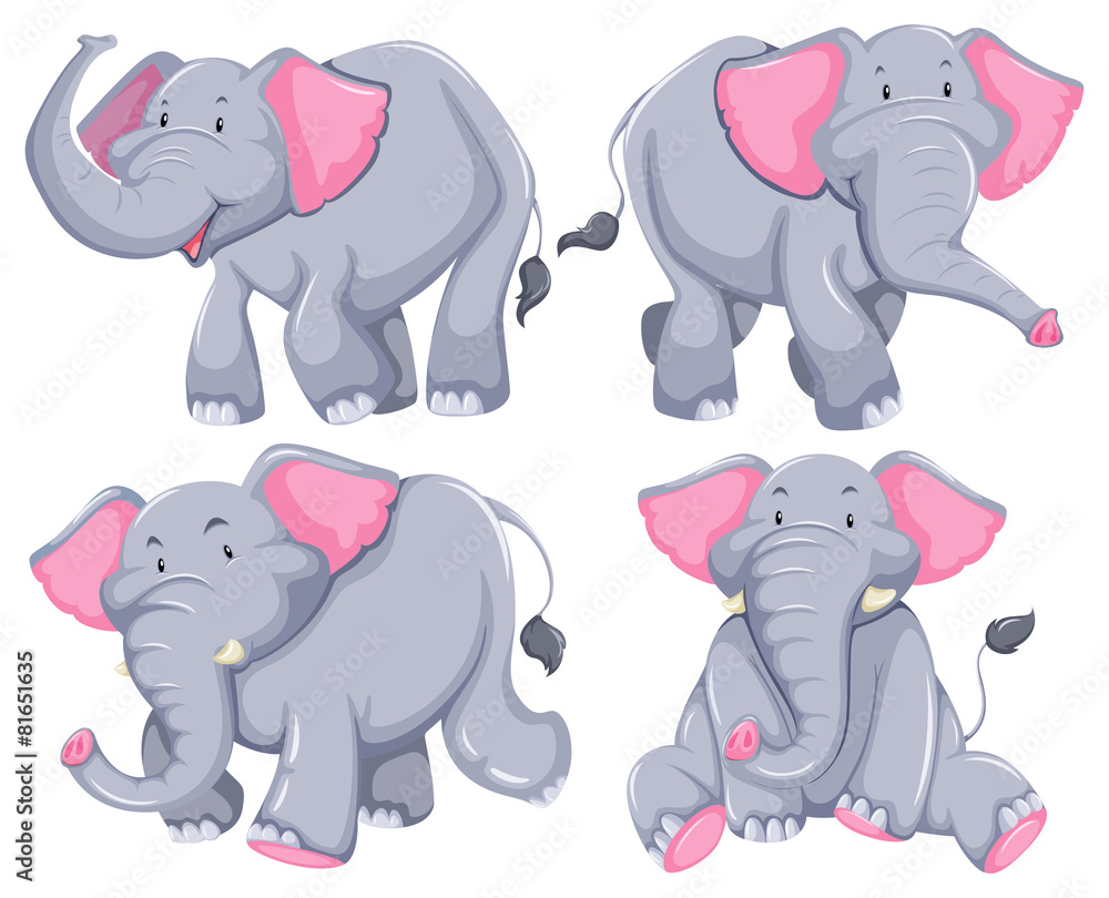 Fototapeta premium Elephants