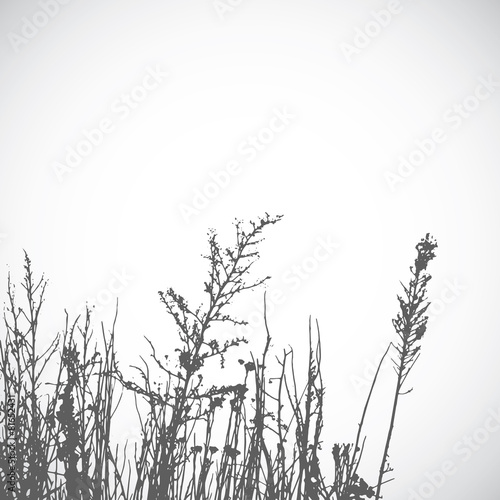 Vector wild herbs