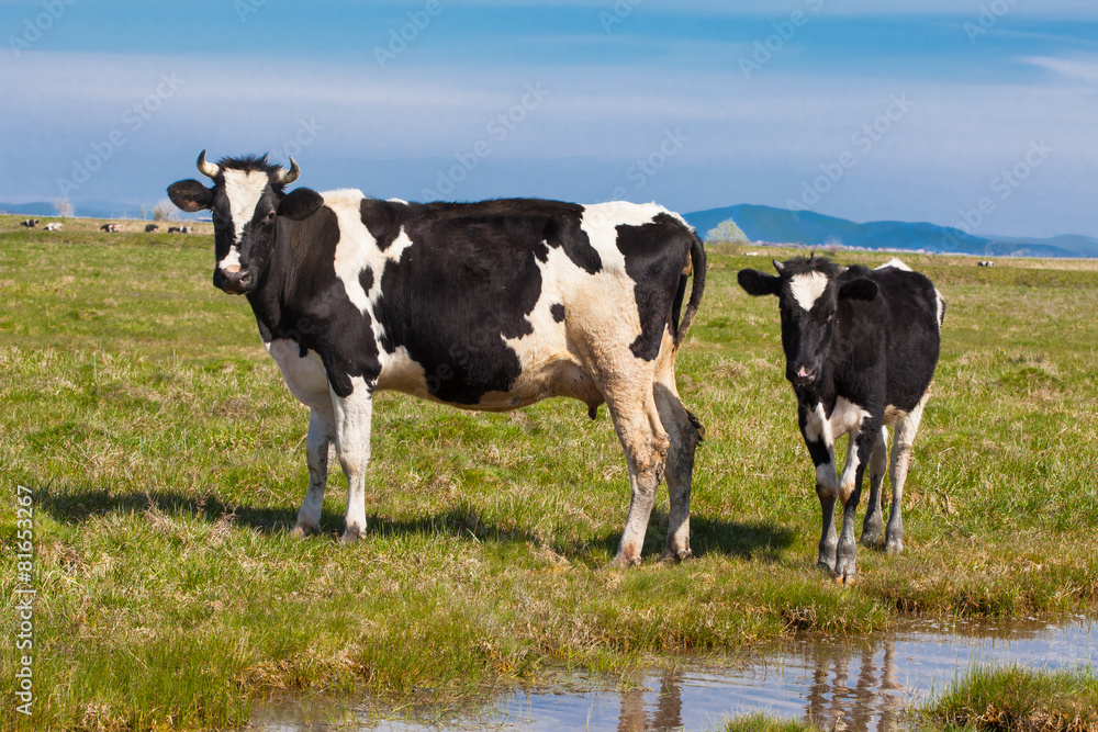 Black and white cow and calf at green field Black and white cow and calf at green field