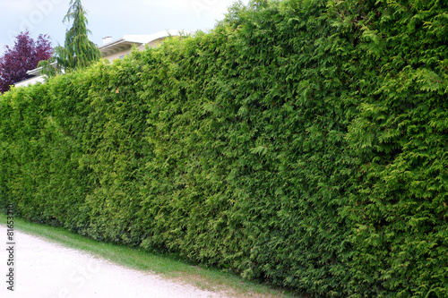 Cut hedge of Thuja