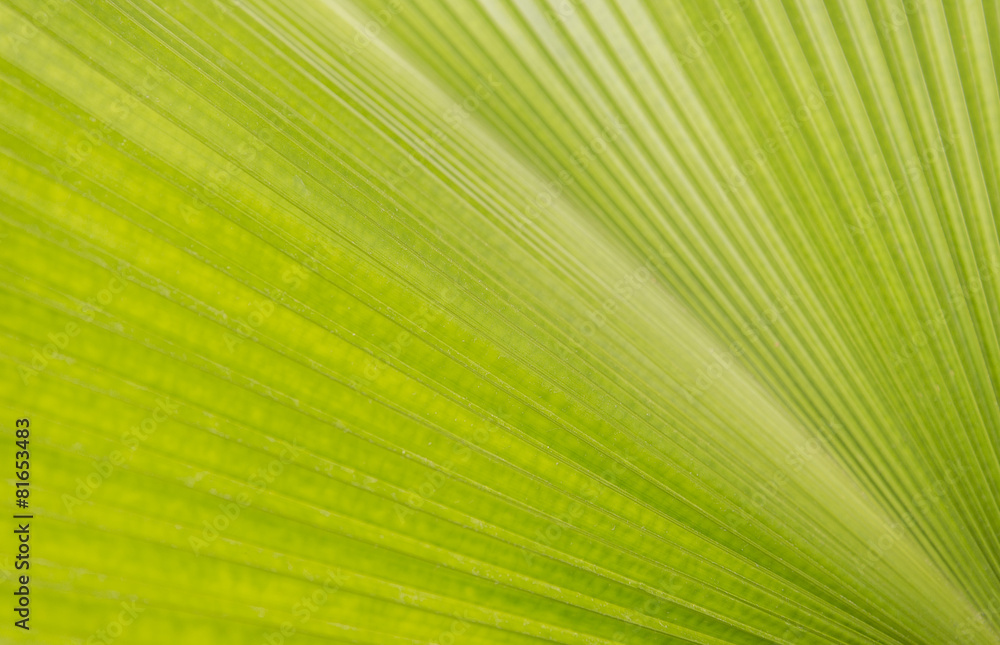 Abstract lines green leaf texture for background Abstract lines green leaf texture for background