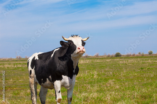 One cow on a field