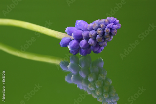 Blauwe druifjes,Muscari botryoides photo