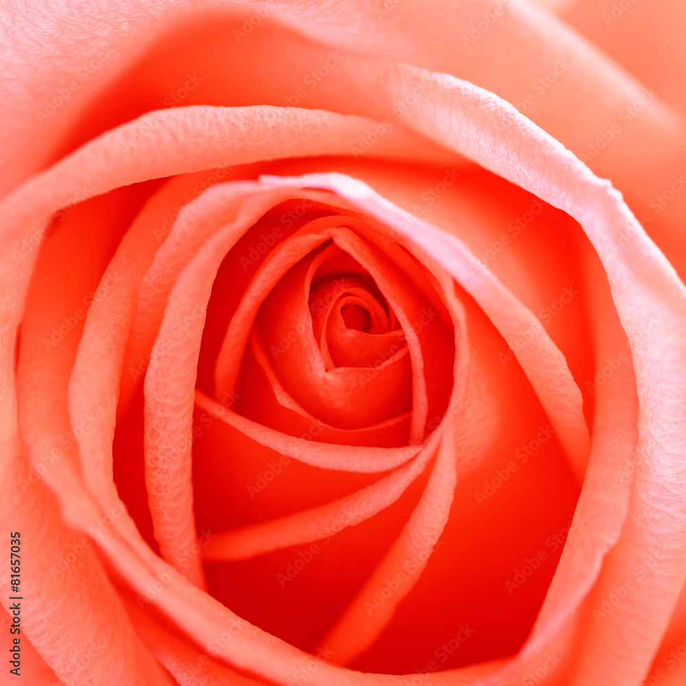 Beautiful red rose petals close up.