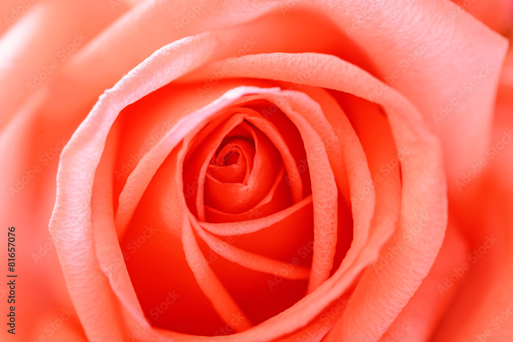 Beautiful red rose petals close up.