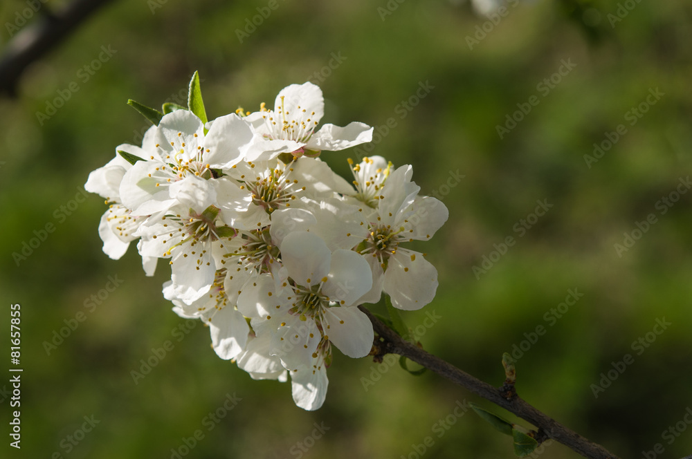 Obraz premium flower in spring