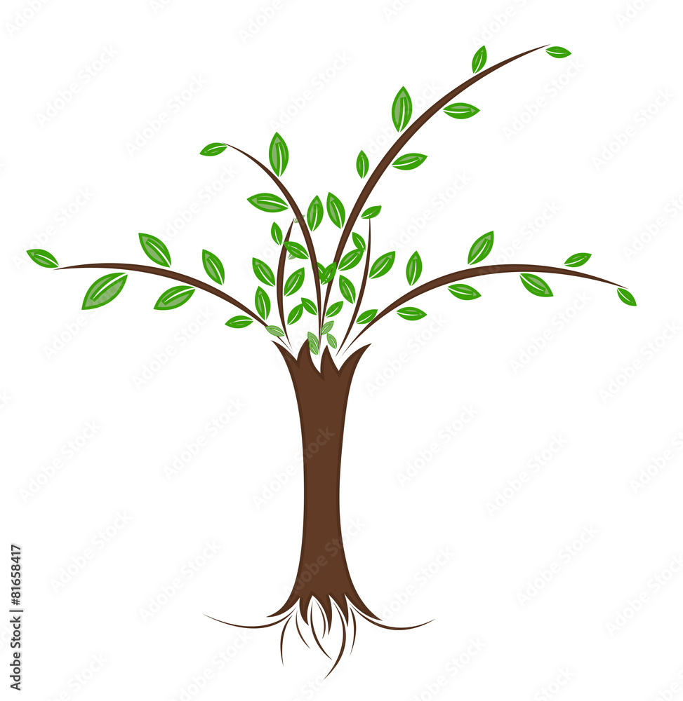 Fototapeta premium Green Tree with Leaves