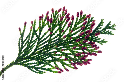 thuja branch with flowers