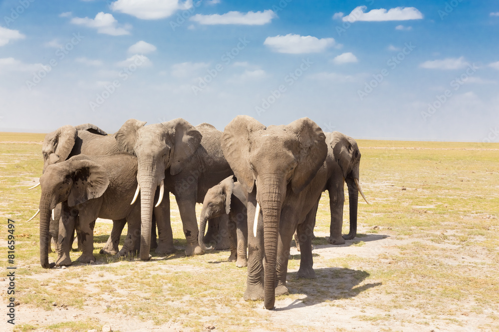 Fototapeta premium Loxodonta africana, African bush elephant.