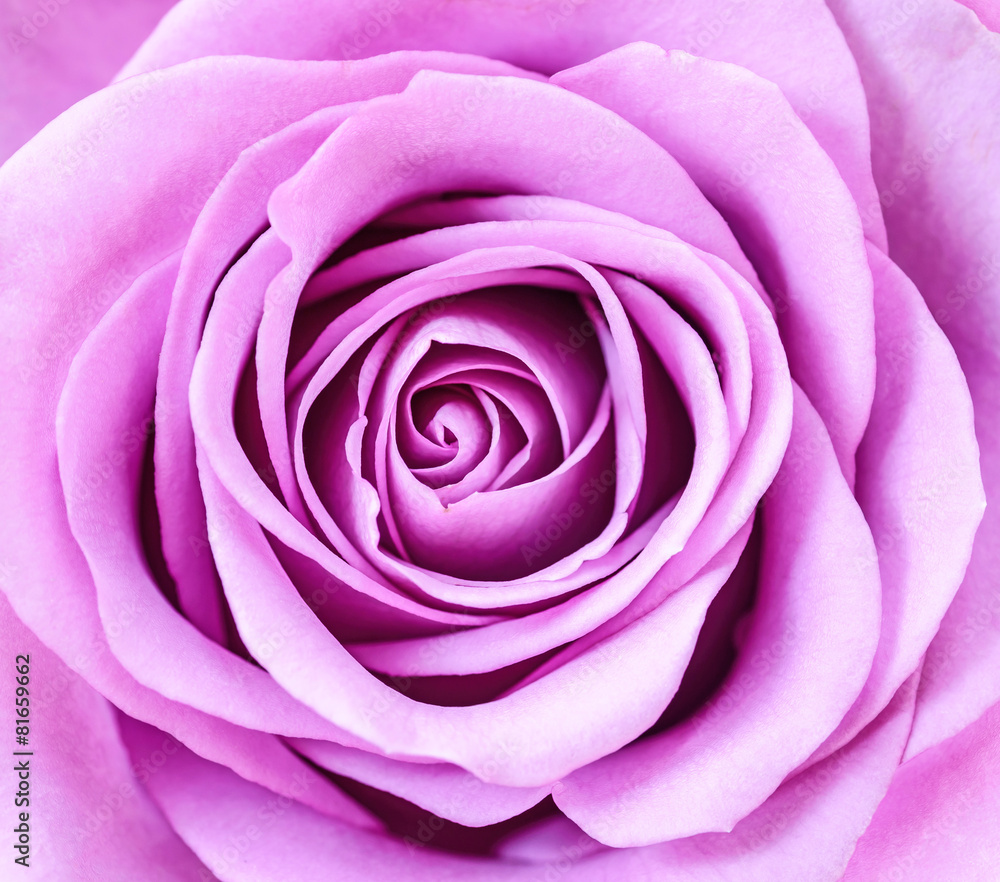 Close up of violet rose petals. Close up of violet rose petals.