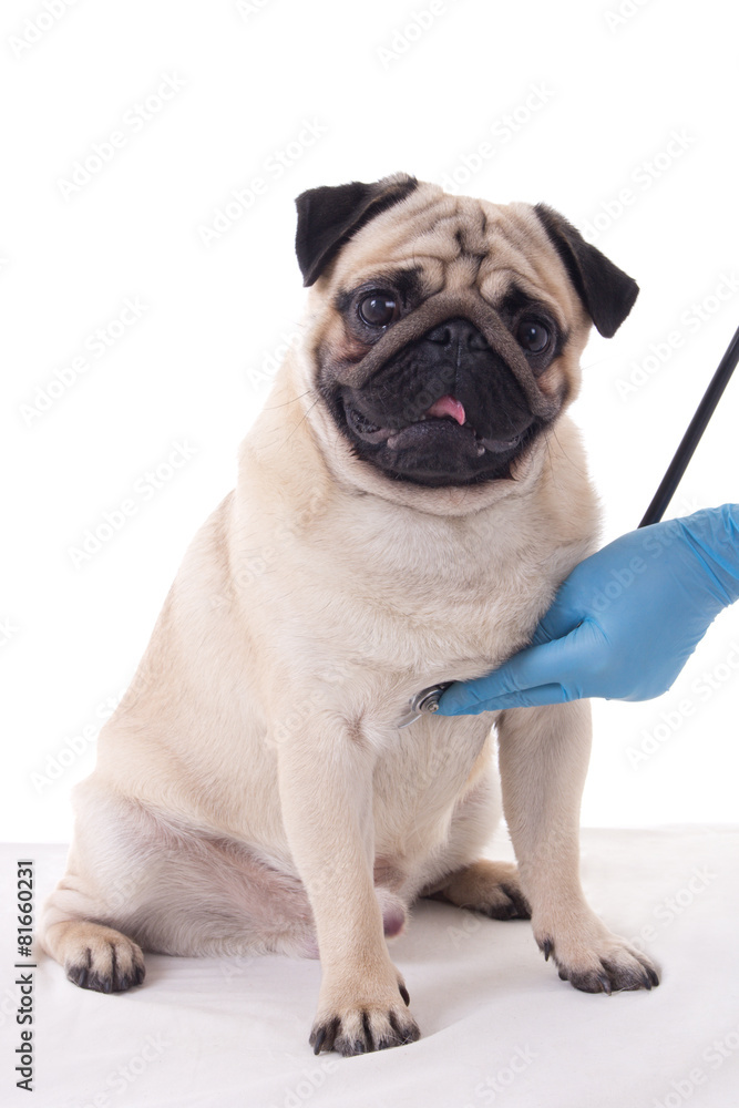 vet checking pug dog with stethoscope isolated on white
