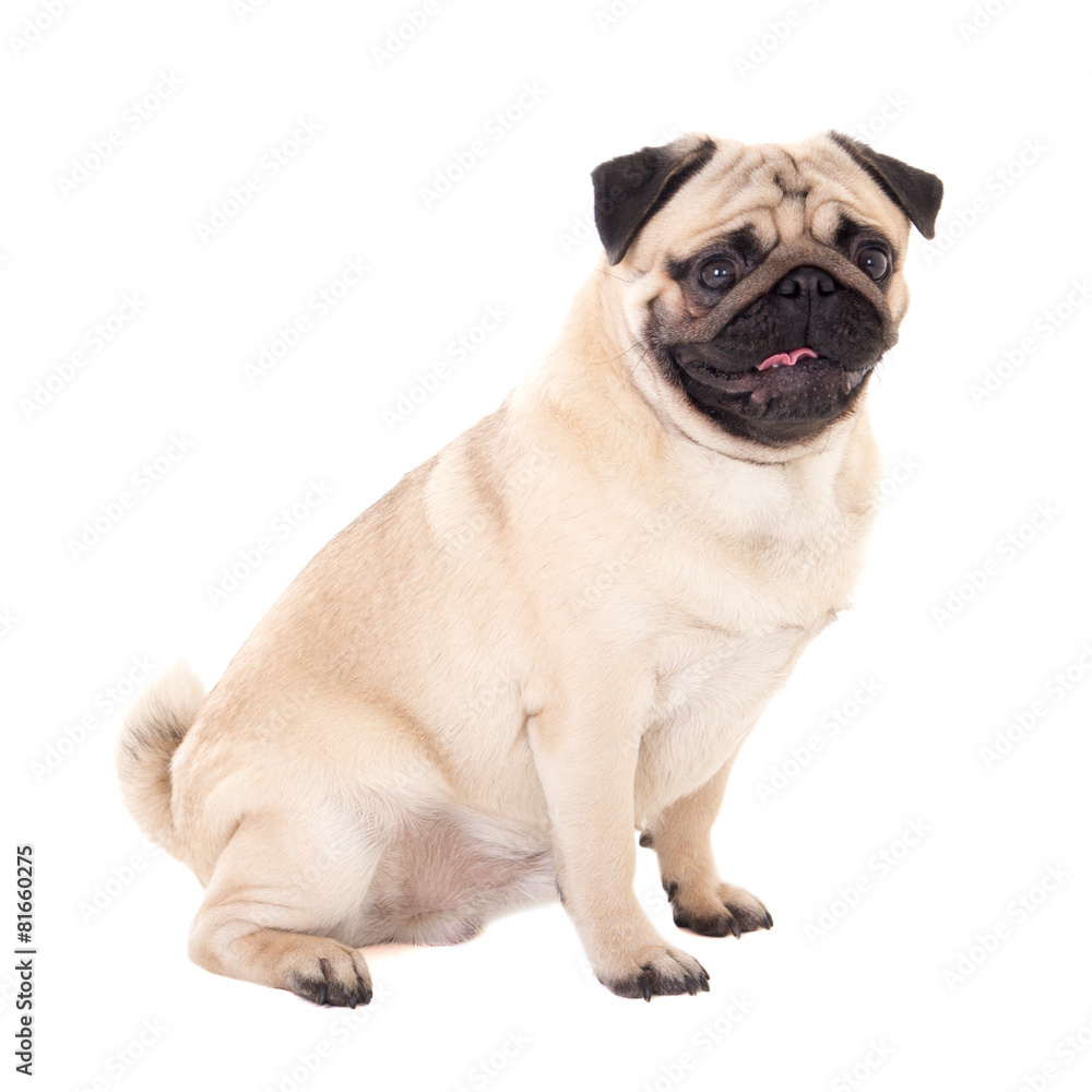 side view of funny pug dog isolated on white