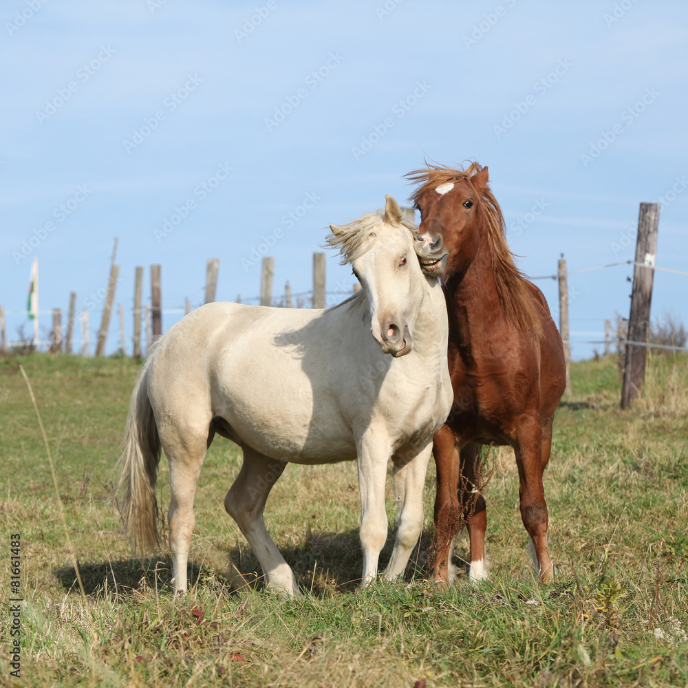 Two young stallions playing together