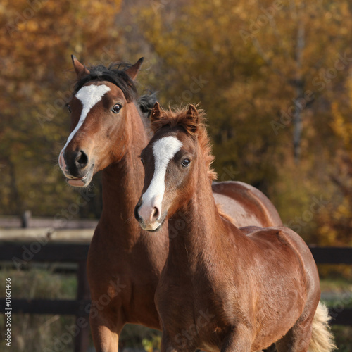 Amazing mare with beautiful foal running