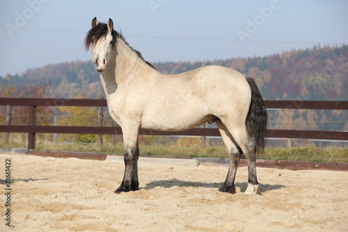 Fototapeta Naklejka Na Ścianę i Meble -  Amazing palomino welsh cob stallion with black hair