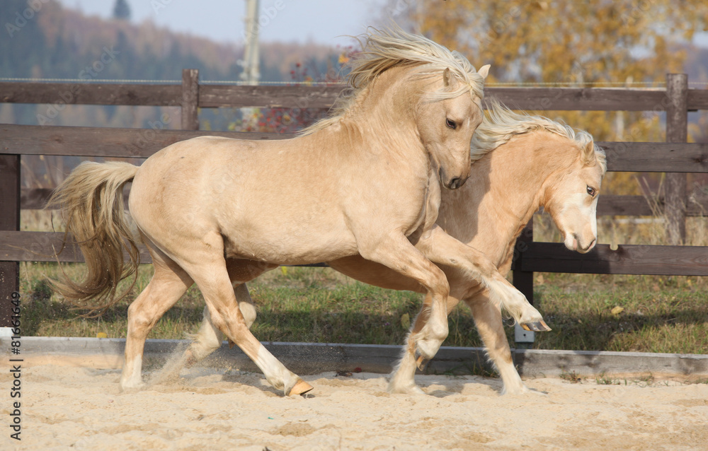 Obraz premium Two amazing welsh pony stallions playing together
