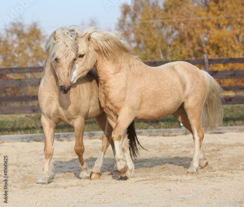 Fototapeta Naklejka Na Ścianę i Meble -  Two amazing stallions playing together