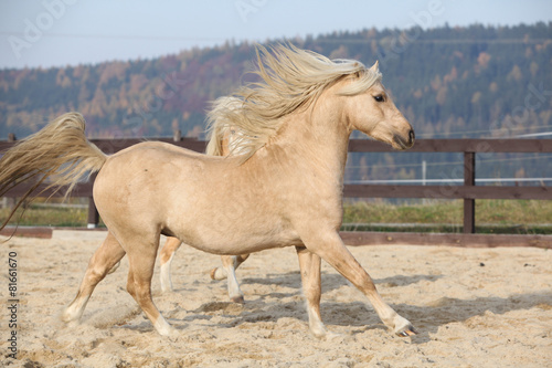 Amazaing palomino welsh pony of cob type running