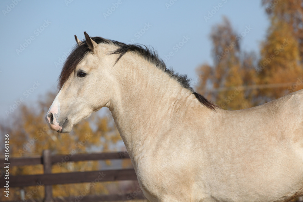 Obraz premium Amazing palomino welsh cob stallion with black hair