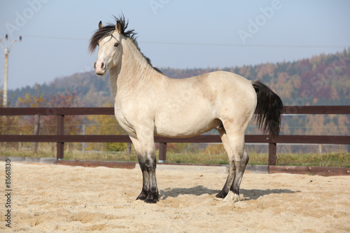 Fototapeta Naklejka Na Ścianę i Meble -  Amazing palomino welsh cob stallion with black hair