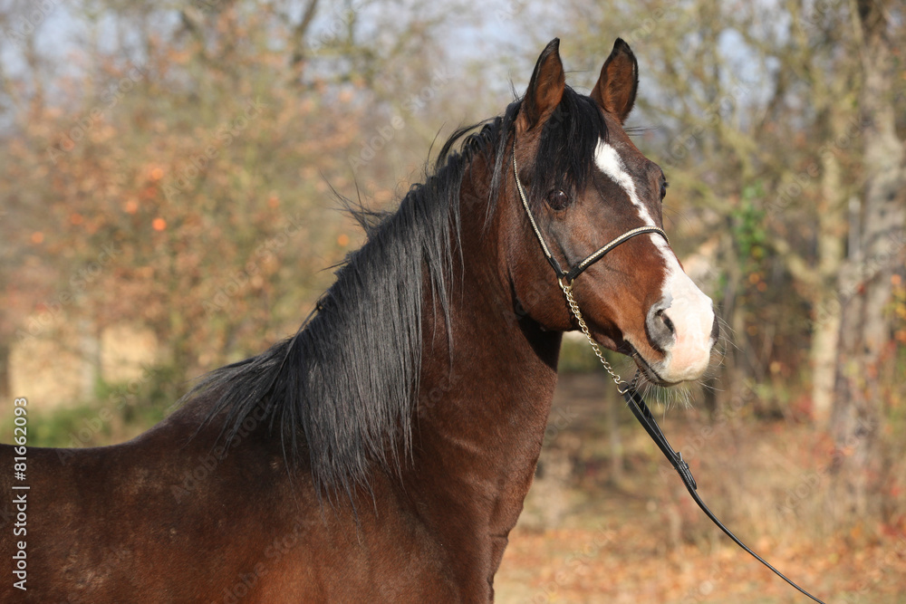 Fototapeta premium Beautiful brown arabian horse with show halter