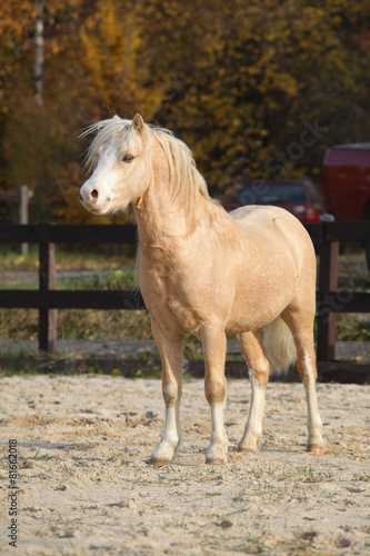 Fototapeta Naklejka Na Ścianę i Meble -  Amazing welsh mountain pony stallion in autumn