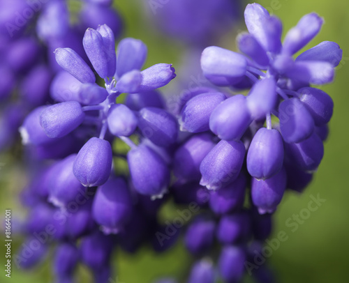 Macro of purple spring flowers