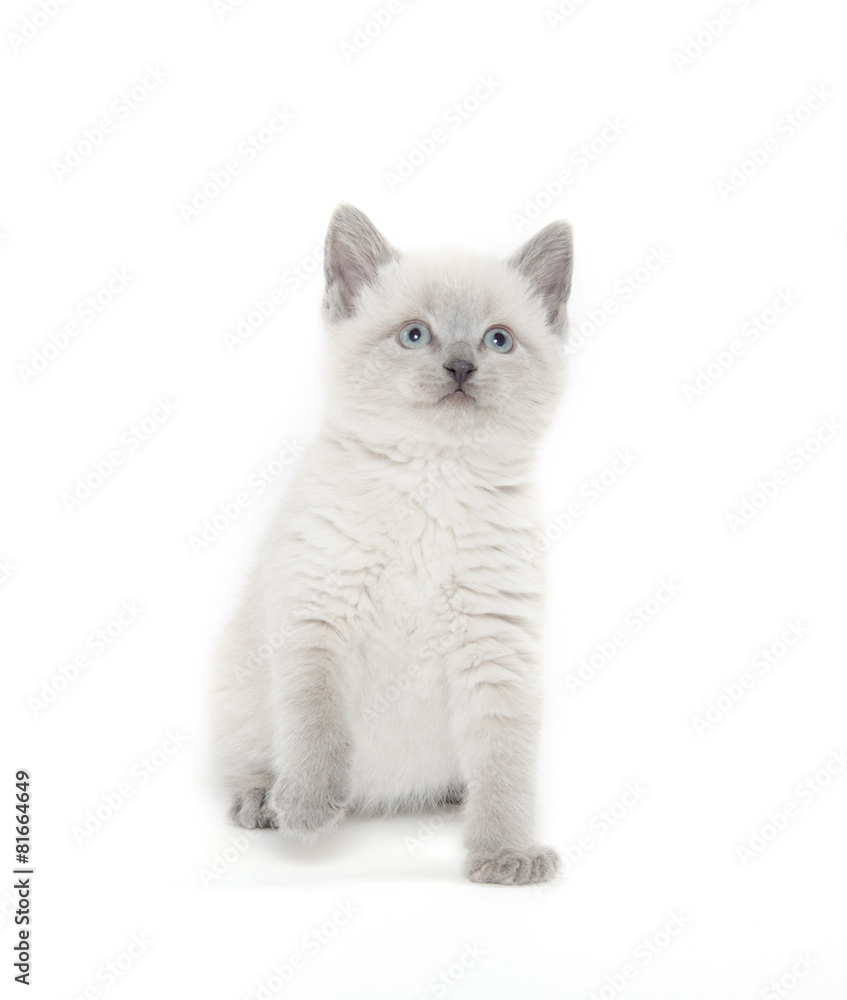 Obraz premium Cute kitten playing