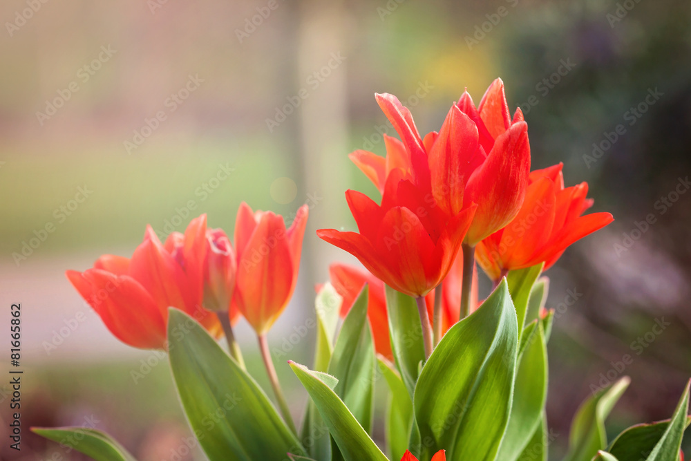 Red tulip flowers in a spring afternoon