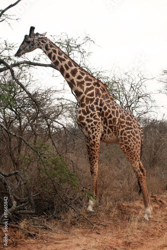 Girafe qui broute au bord du chemin