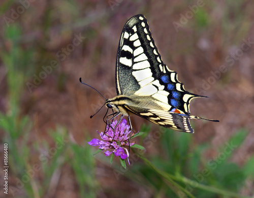 Old World Swallowtail (Papilio machaon) photo
