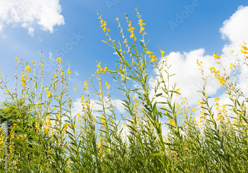 Wallpaper Mural yellow mustard flowers Torontodigital.ca