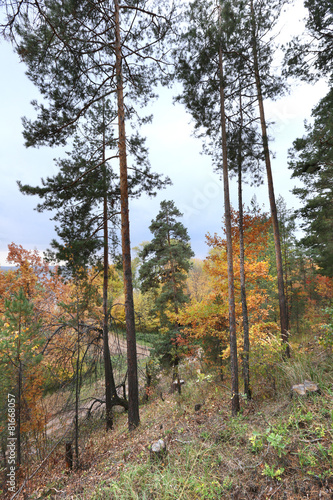 autumn in the mixed forest