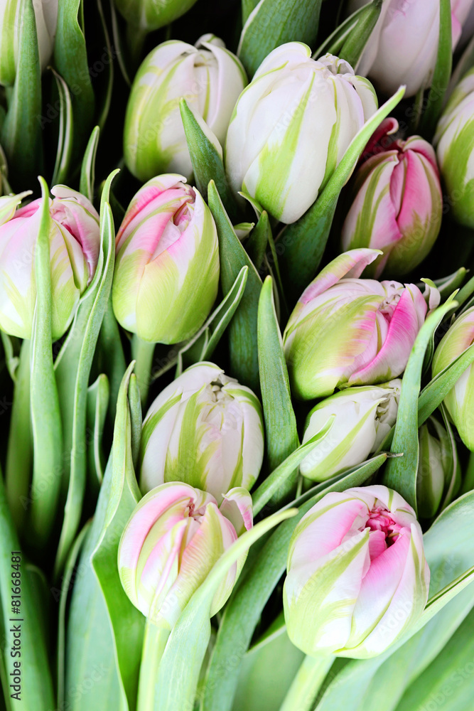 Fototapeta premium bunch of tulips