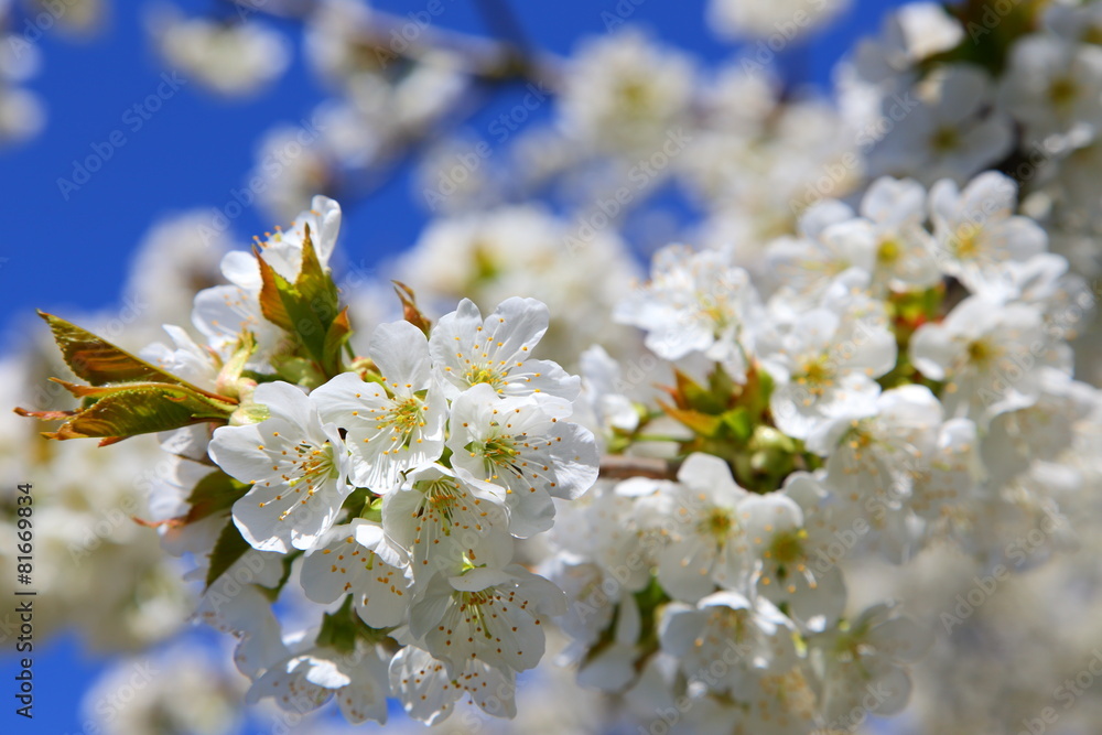 Kirschblüte - Cherry blossom Kirschblüte - Cherry blossom