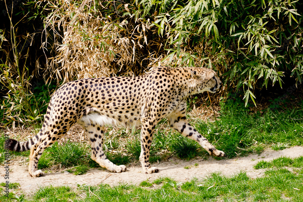 Fototapeta premium Cheetah going hunting