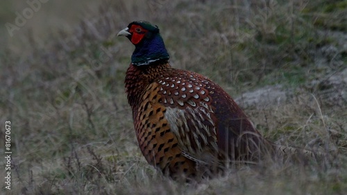 Wallpaper Mural Fasan Torontodigital.ca