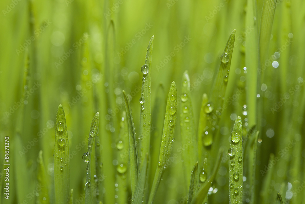 Naklejka premium green grass with dew drops.