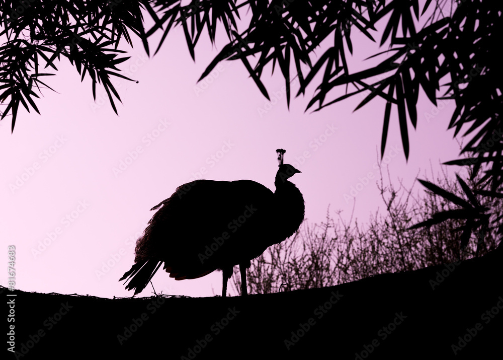 peacock outline Stock Photo | Adobe Stock