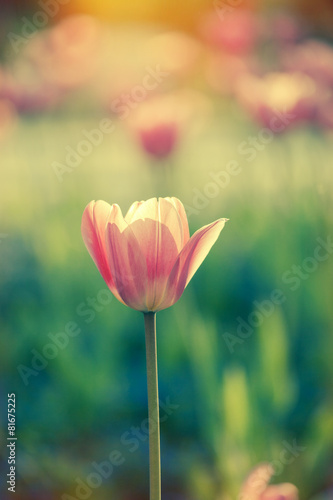 Fototapeta Naklejka Na Ścianę i Meble -  tulips in garden