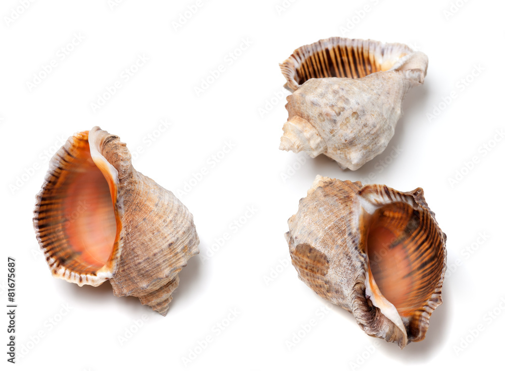Three empty shells from rapana venosa Three empty shells from rapana venosa