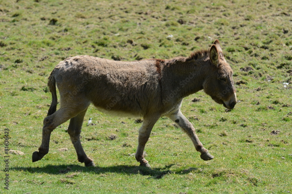 Fototapeta premium asinello