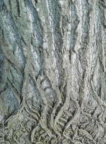 The tree