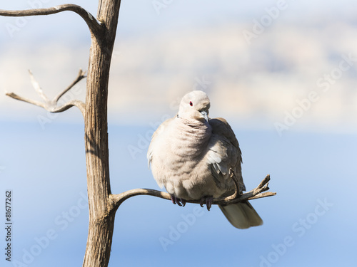 Eurasian Collared Dove