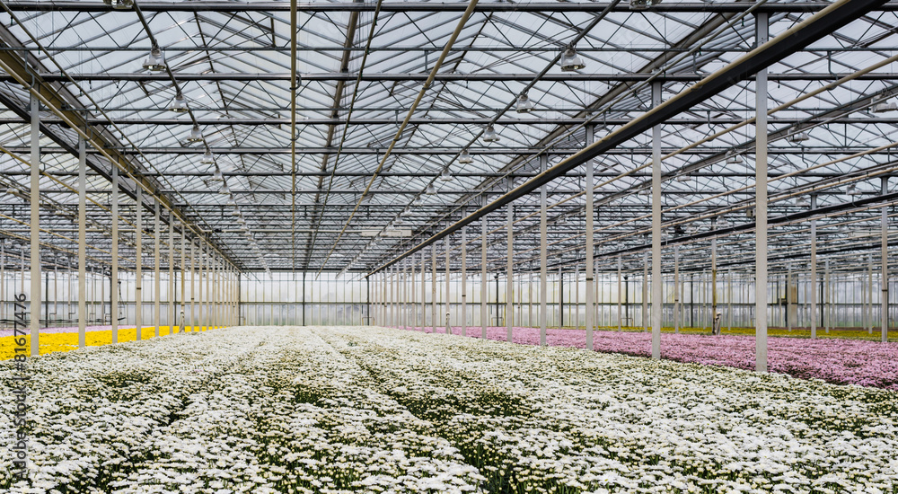 Fototapeta premium Greenhouse of a cut flower nursery with blooming chrysanthemums