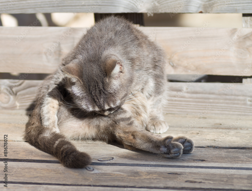 Chat qui fait sa toilette Photos Adobe Stock