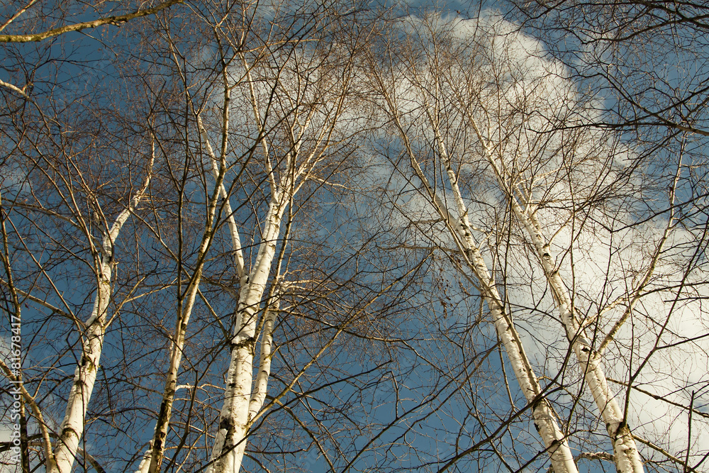 Obraz premium Beautiful birch trees in the blue sky