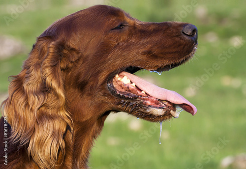 Drooling dog in a hot Summer day