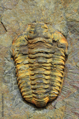 trilobite fossil as very nice background